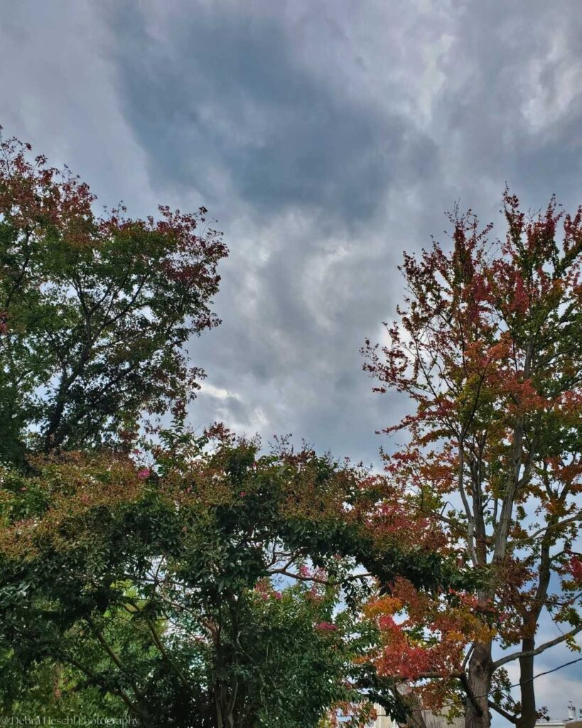 Trees with autumn leaves in red and green under a cloudy, moody sky. The scene conveys a tranquil yet slightly dramatic atmosphere.